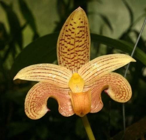 Bulbophyllum Specials, Grower's Choice