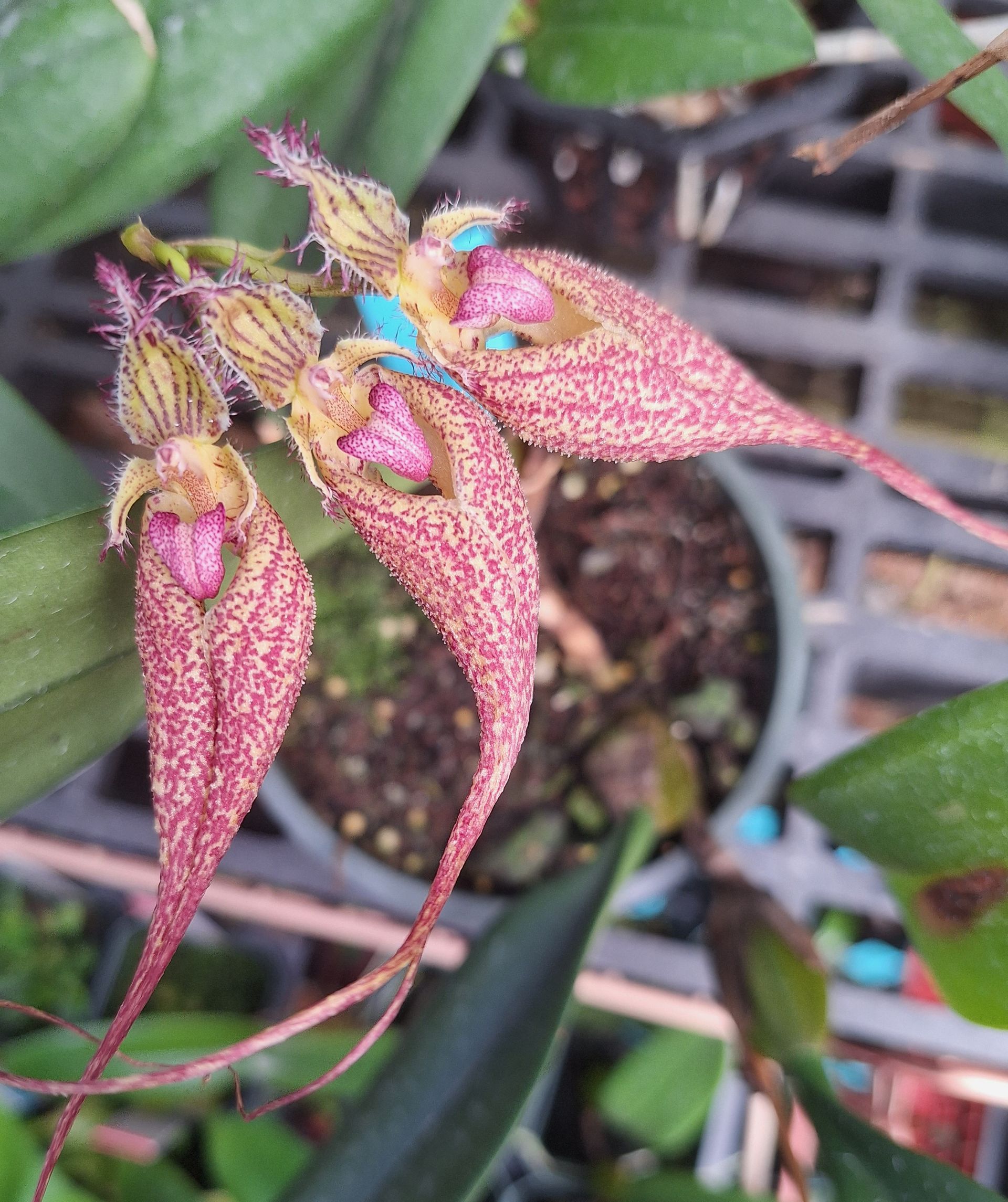 Bulbophyllum Specials, Grower's Choice