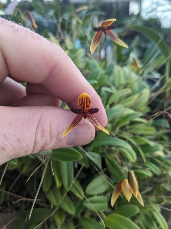 Bulbophyllum pardolatum