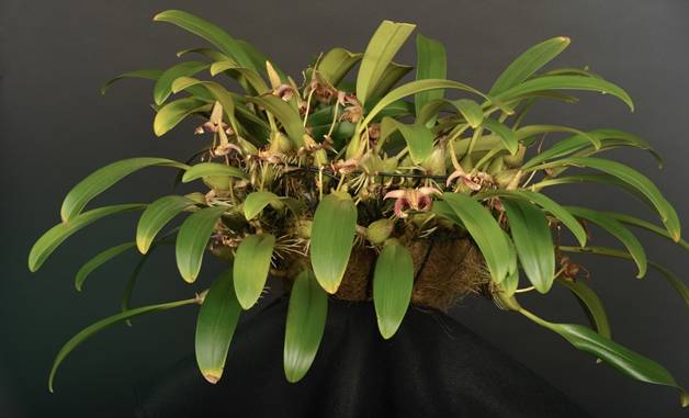 Bulbophyllum lobbii 'Lenny' AM/CCM/AOS