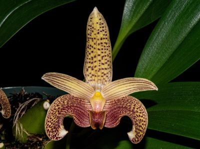 Bulbophyllum My Pal Lenny 'Timbucktoo' HCC/AOS Bulbophyllum My Pal Lenny 'Timbucktoo' HCC/AOS