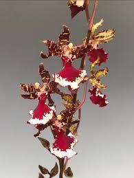 Oncostele Everglades Elegance 'Nancy Lee' HCC/AOS Oncostele Everglades Elegance 'Nancy Lee' HCC/AOS