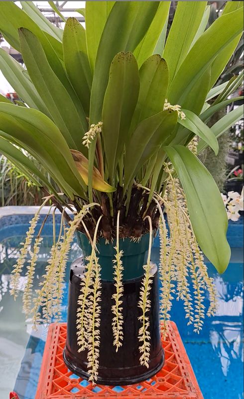 Bulbophyllum cocoinum