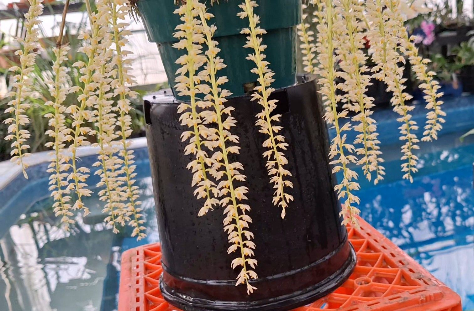 Bulbophyllum cocoinum