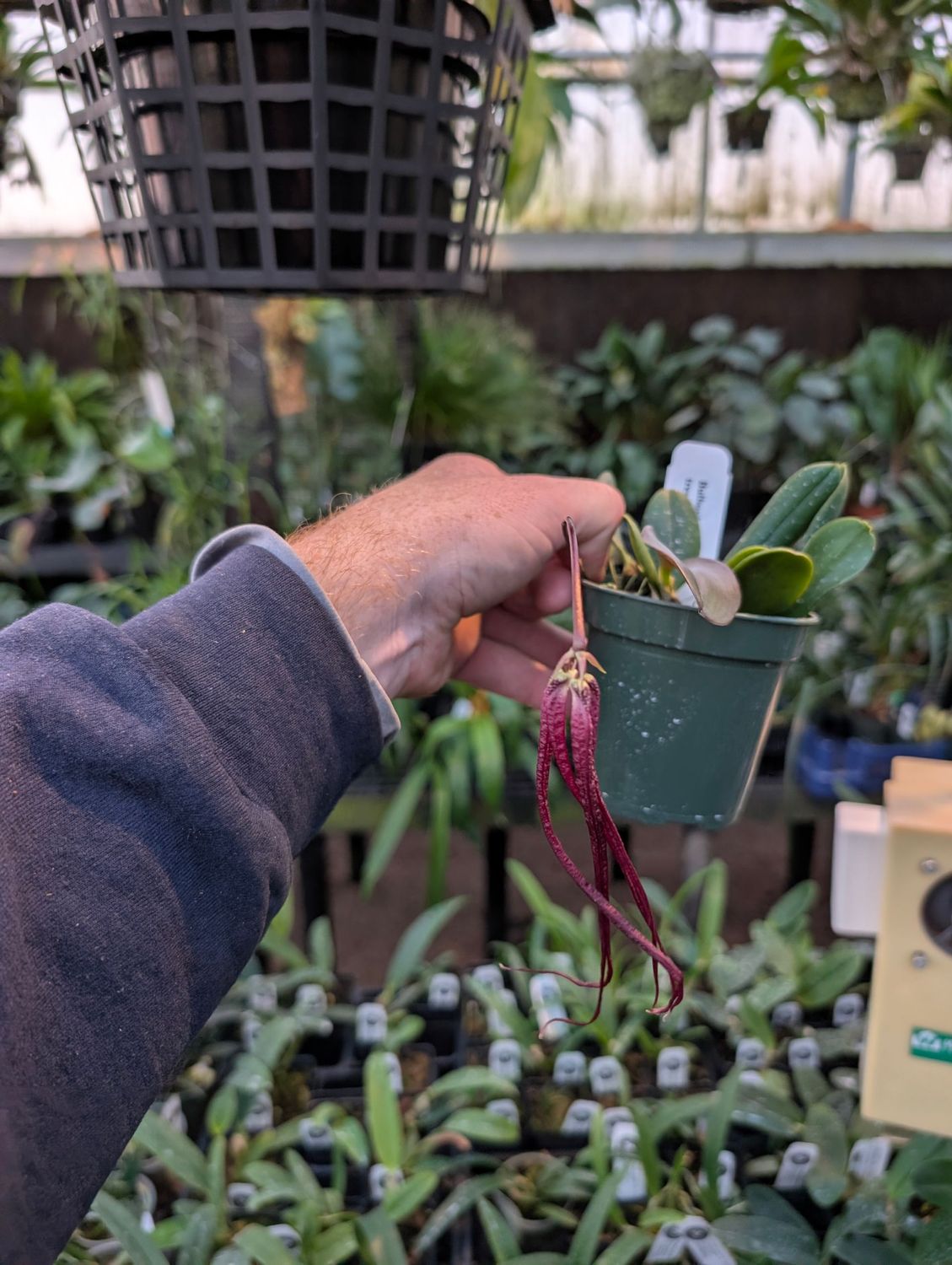 Bulbophyllum treschii