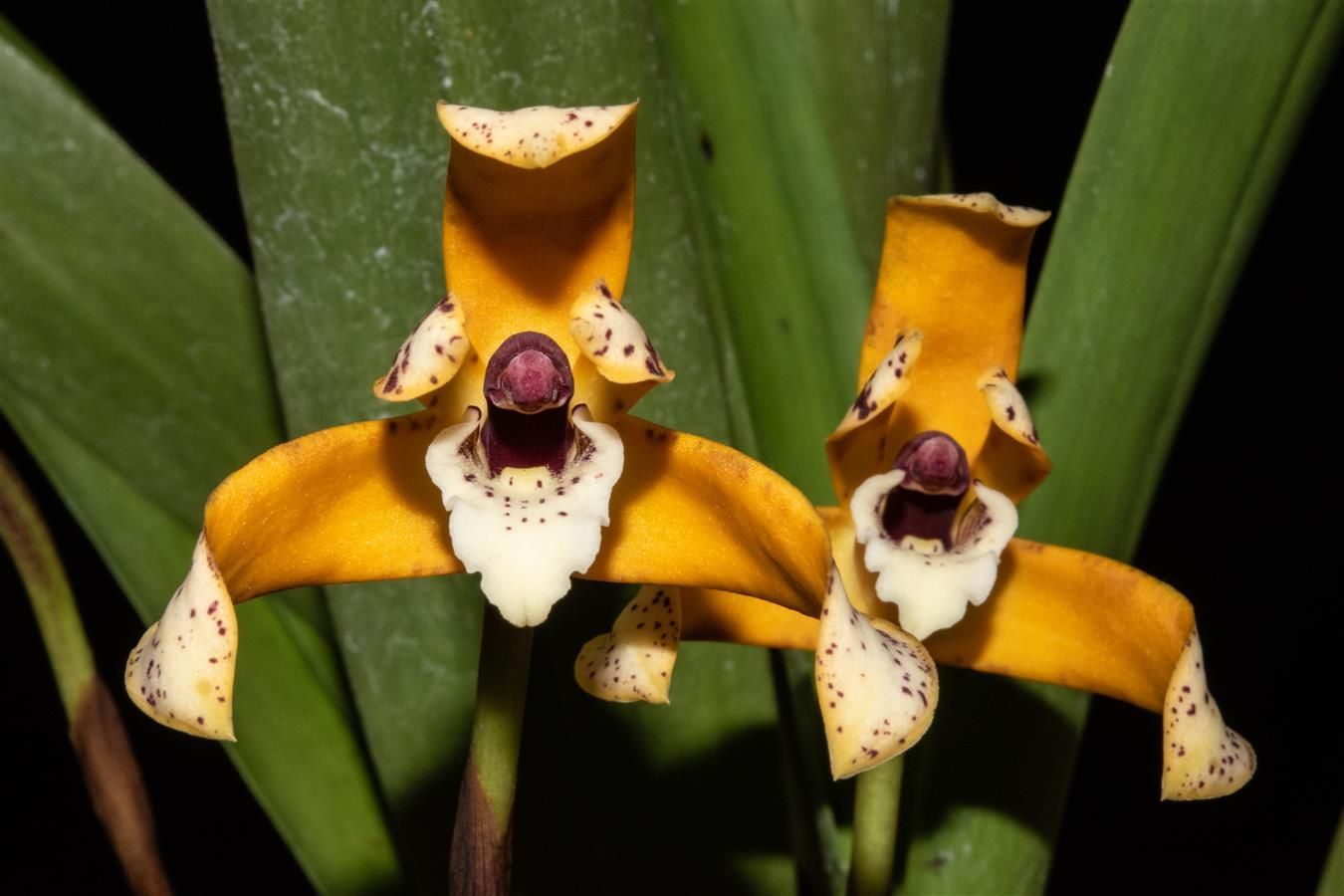 Maxillaria picta 'Golden Claw' AM/AOS