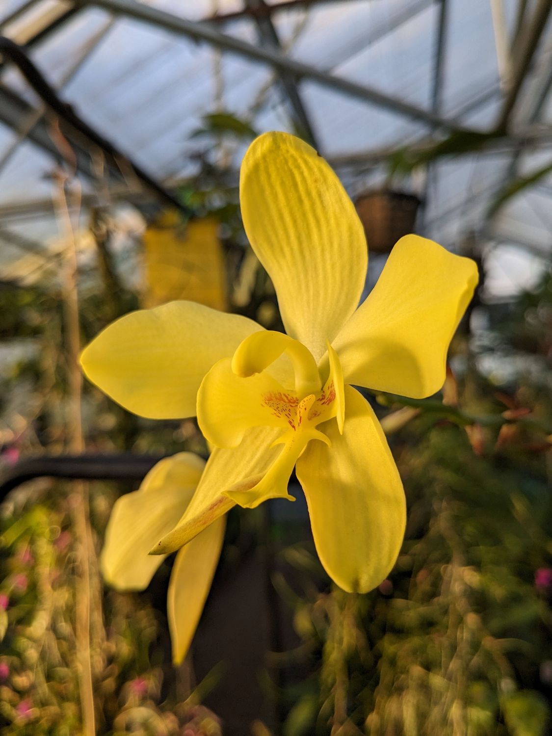 Spathoglottis kimballiana