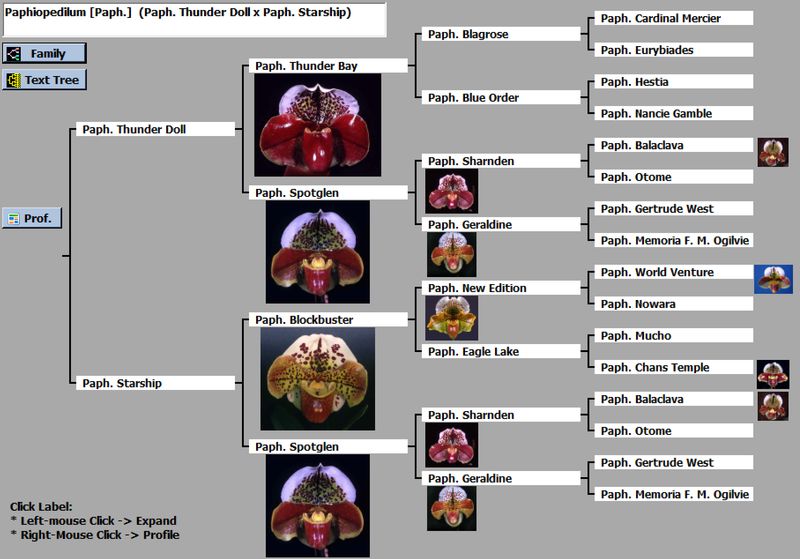 Paph. Thunder Doll 'Palindrome' x Paph. Starship '011521'