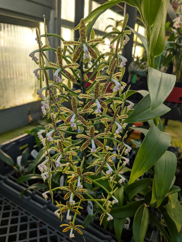 Epidendrum raniferum (syn. cristatum)
