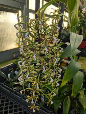 Epidendrum raniferum (syn. cristatum) Epidendrum raniferum (syn. cristatum)