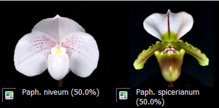 Paph. Spicero-Niveum