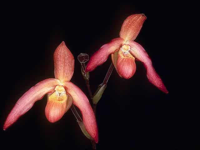 Phragmipedium Ruby Cascade 'Amy King' AM/AOS