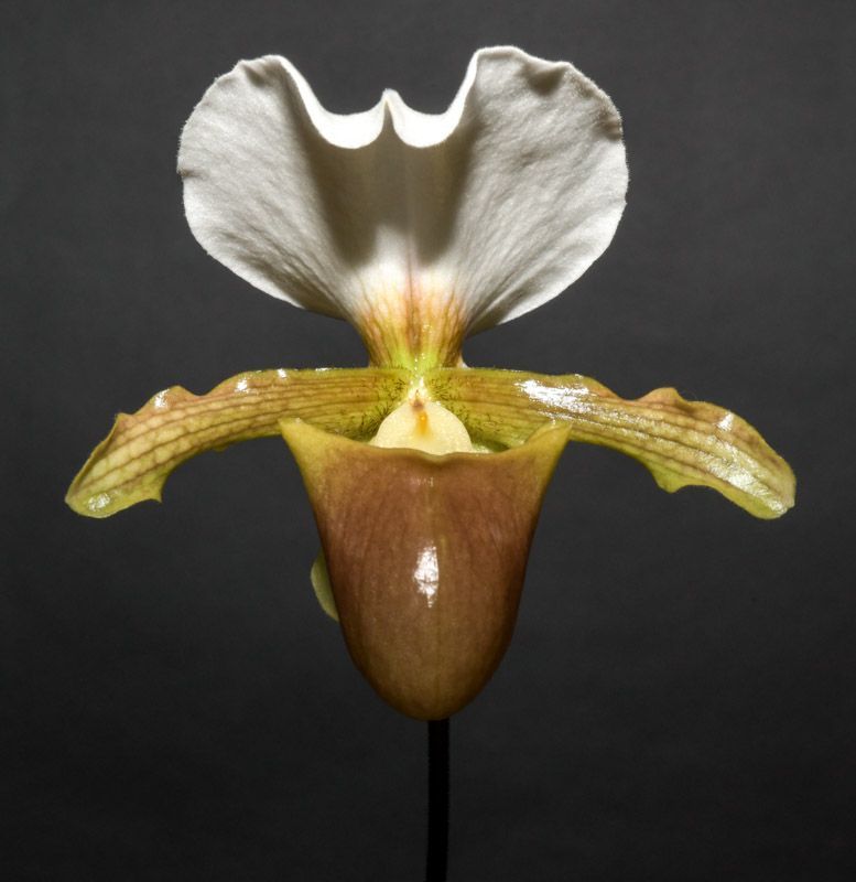 Paph. Little Trouble