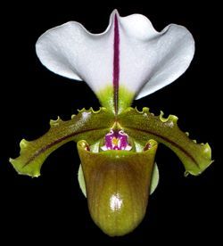 Paph. spicerianum