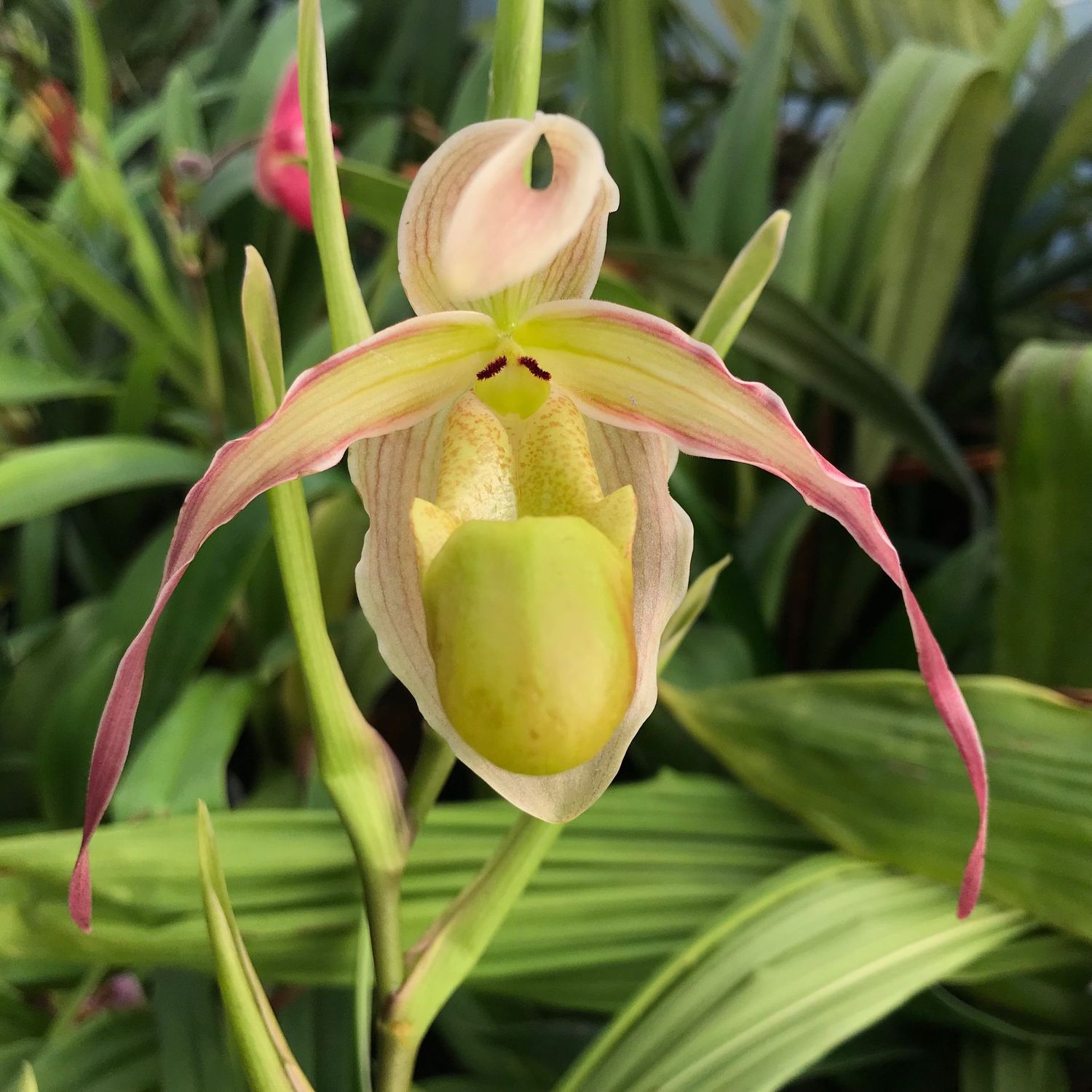 Phrag. longifolium ('Pink' x sib)