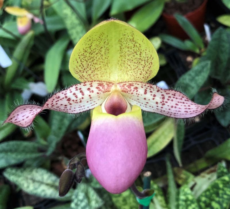Paph. moquetteanum ('Humongous' x 'Wide Petals')