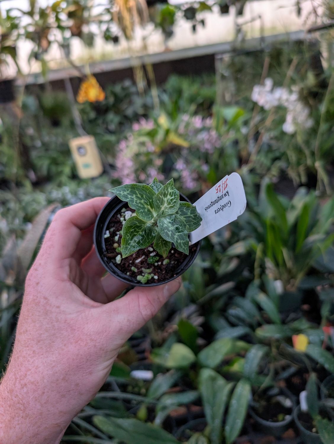 Goodyera kwangtungensis