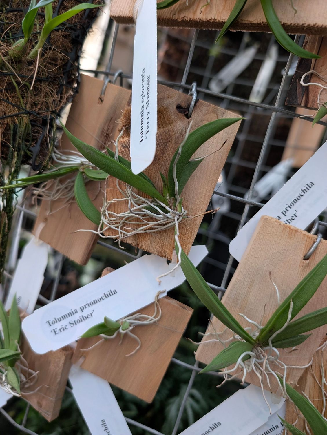 Tolumnia prionochila 'Eric Stoiber'