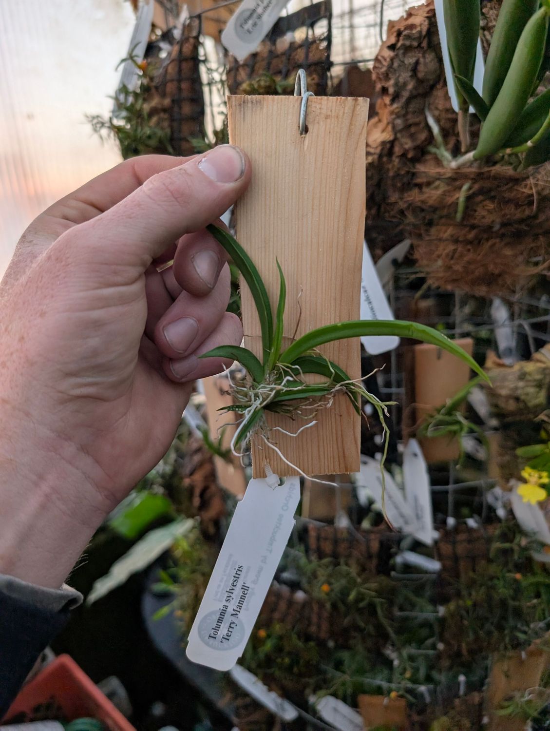 Tolumnia sylvestris 'Terry Mannell'