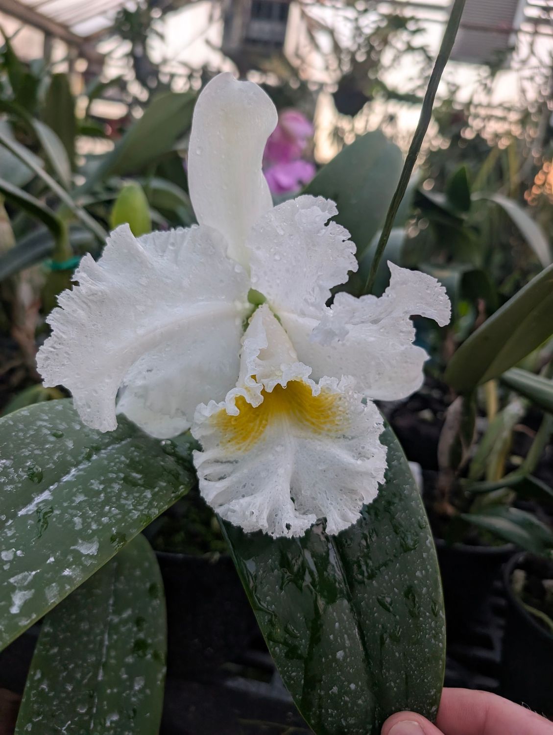 Cattleya Bob Betts 'The Conqueror' FCC/RHS