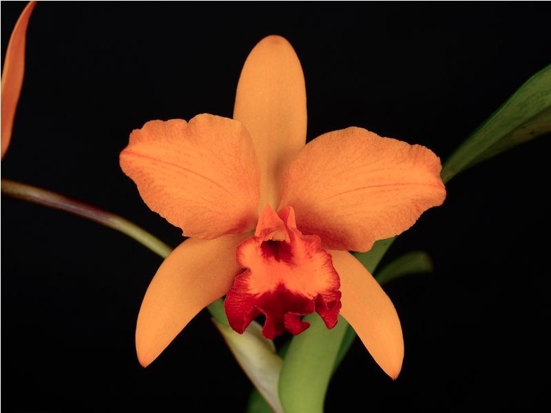 ​Rhyncattleanthe Orange Magic 'Timbucktoo' HCC/AOS