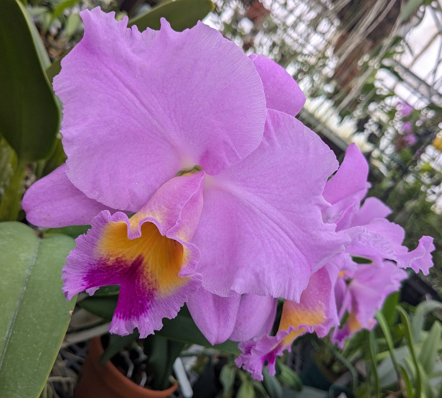 Cattleya Mark Rose 'Mendenhall' AM/AOS Cattleya Mark Rose 'Mendenhall' AM/AOS