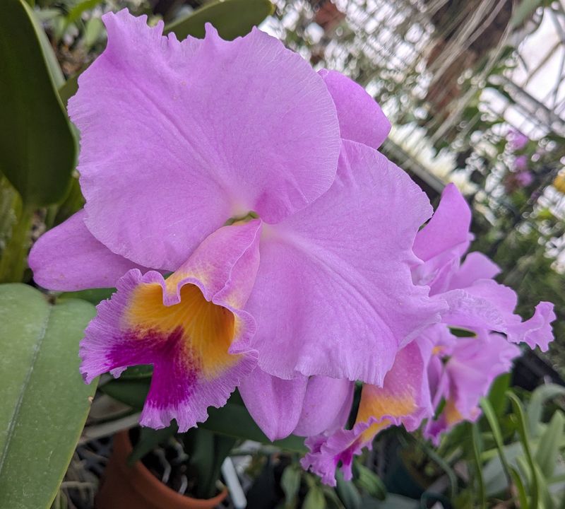​Cattleya Mark Rose 'Mendenhall' AM/AOS