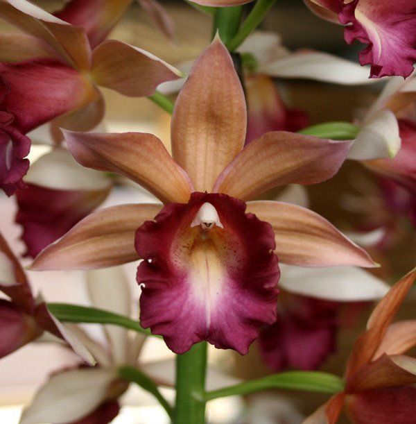 Gastrophaius Lady Ramona Harris 'Looking @ You' AM/AOS