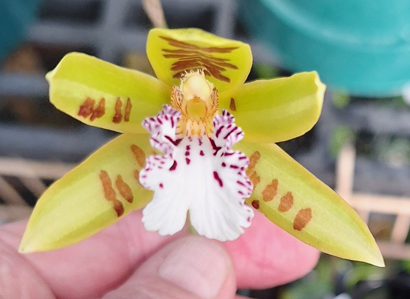 ​​Trichopilia sanguinolenta