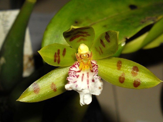 ​​Trichopilia sanguinolenta