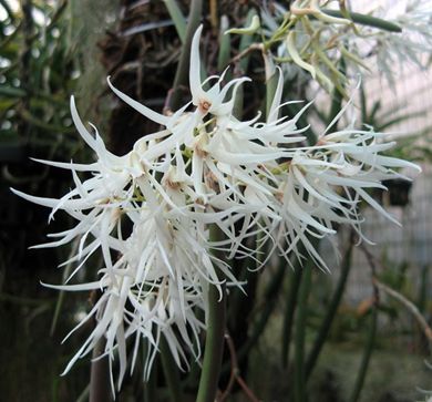 Dendrobium teretifolium