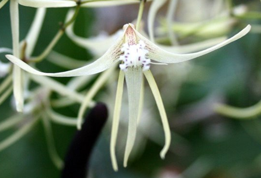 Dendrobium teretifolium