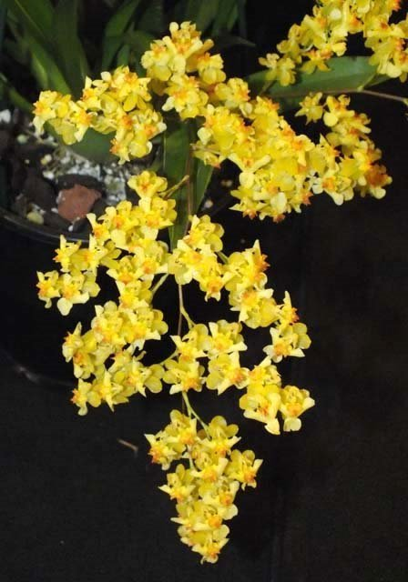 Oncidium Gold Dust