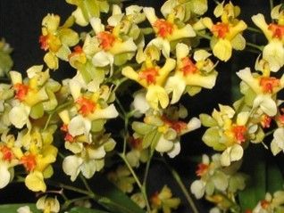 Oncidium Gold Dust