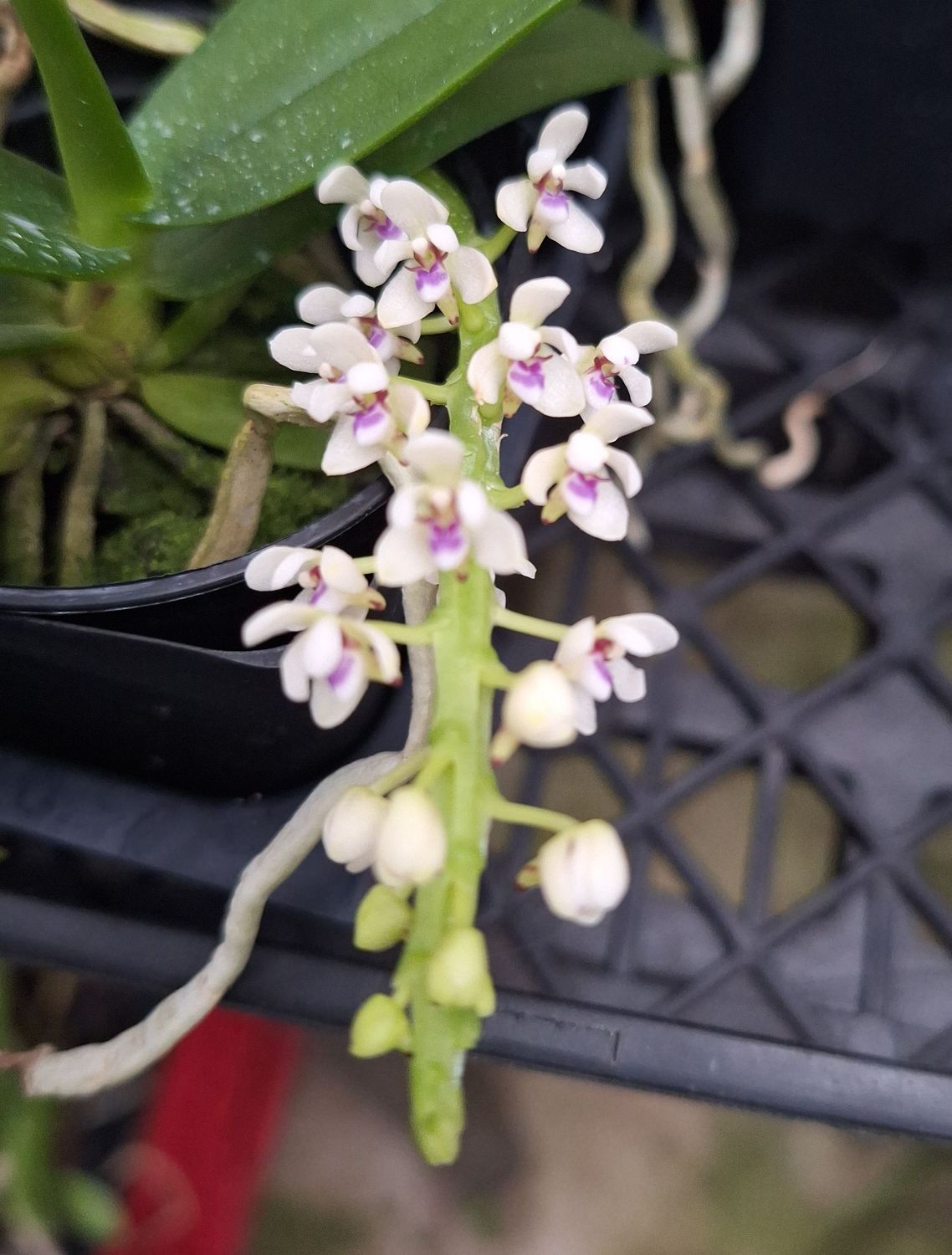 Tuberolabium kotoense Tuberolabium kotoense