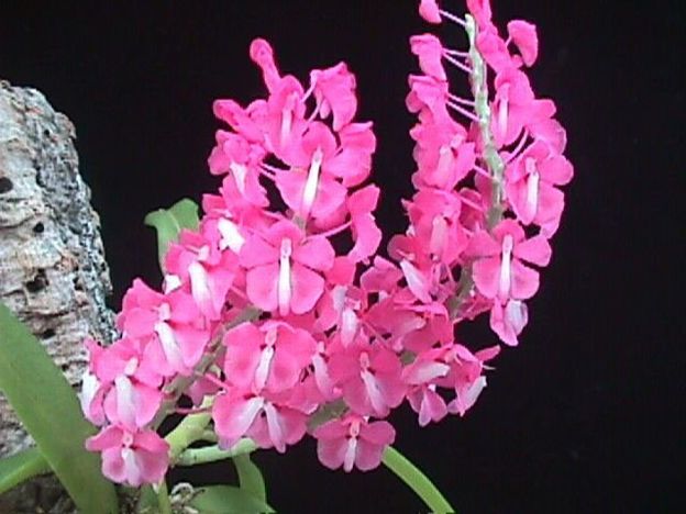 Dyakia hendersoniana Dyakia hendersoniana