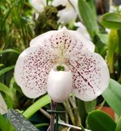 Paphiopedilum (Donna's Bird x Nathaniel's Spectra 'Deerwood Too' AM/AOS)