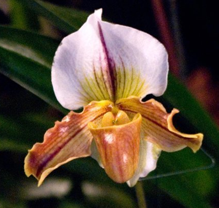 Paphiopedilum (Garibaldi 'Christmas Imp' x Little by Little 'War Eagle')
