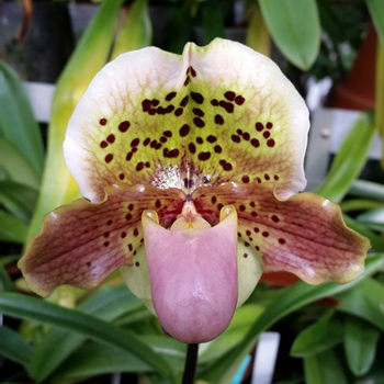 Paphiopedilum (Henry's Kaleidescope 'Deerwood' HCC/AOS x Little by Little 'War Eagle') Paphiopedilum (Henry's Kaleidescope 'Deerwood' HCC/AOS x Little by Little 'War Eagle')