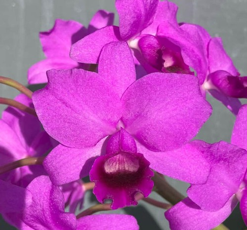 Guarianthe bowringiana v. imperialis 'Natural World x self' Guarianthe bowringiana v. imperialis 'Natural World x self'