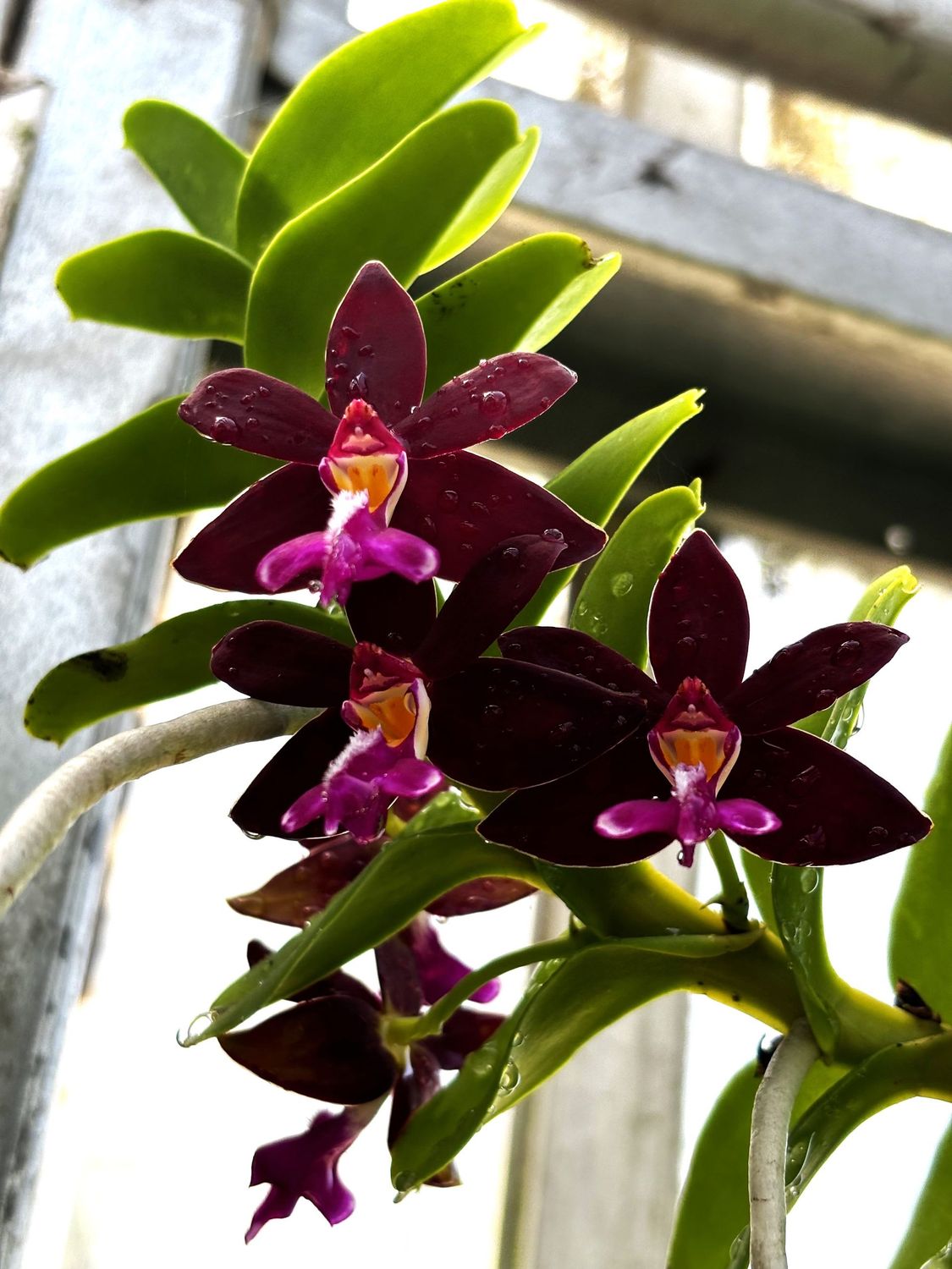 Trichoglottis atropurpurea Trichoglottis atropurpurea