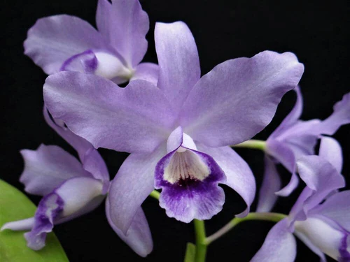 Guarianthe bowringiana h.f. coerulea