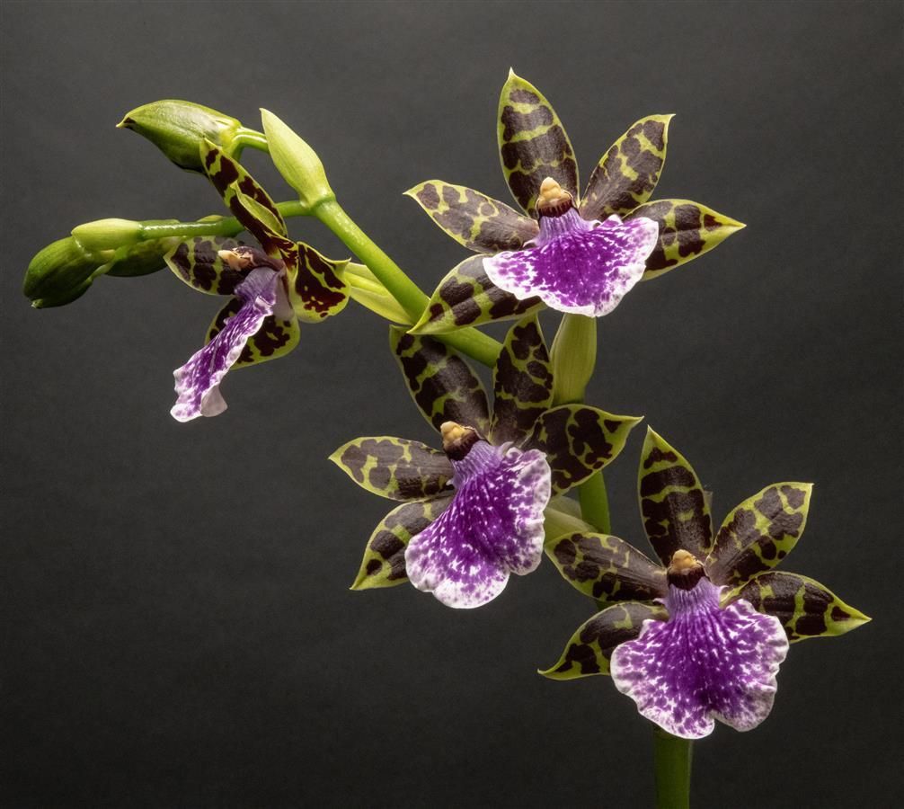 Zygopetalum Gentle Ben