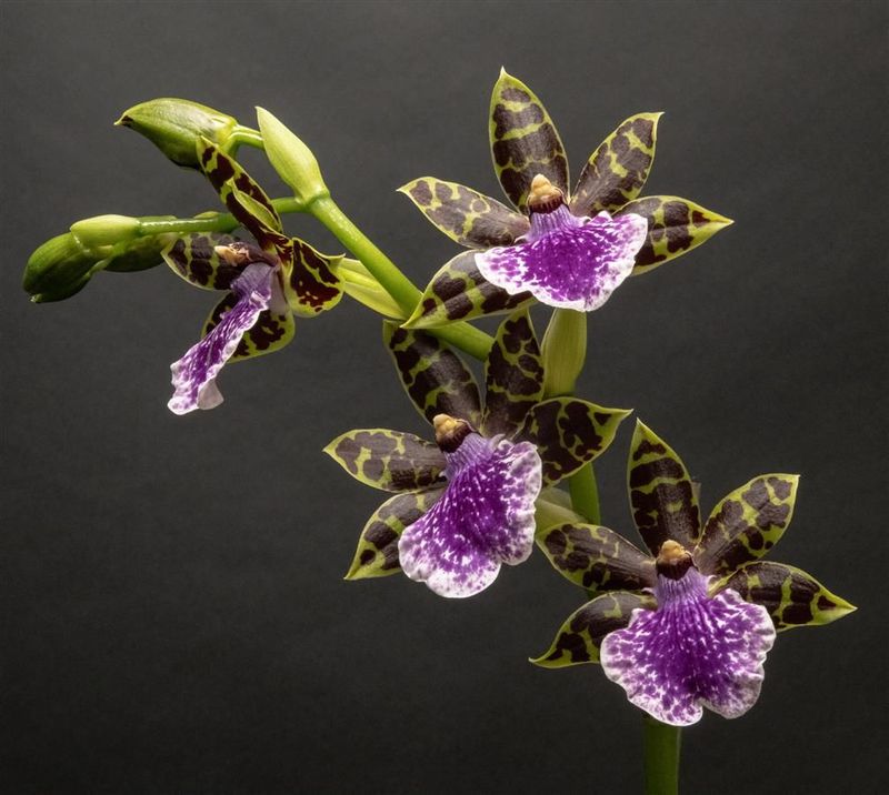 Zygopetalum Gentle Ben
