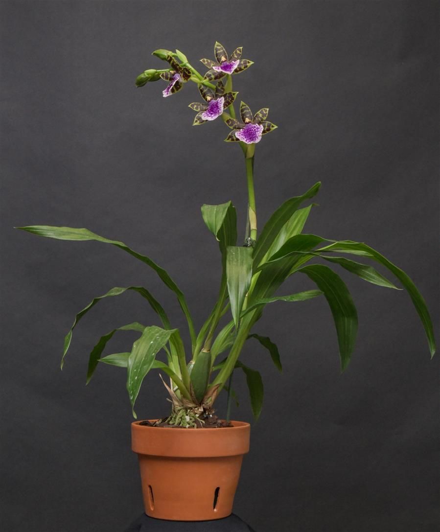 Zygopetalum Gentle Ben