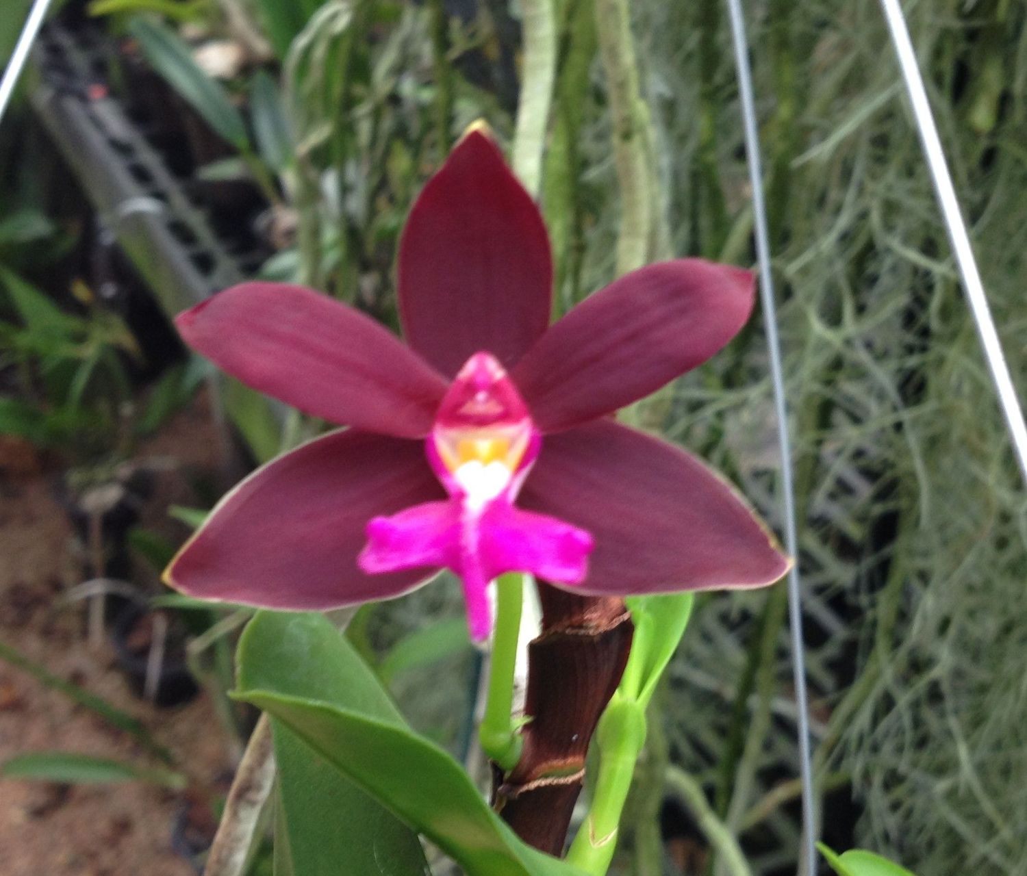 Trichoglottis atropurpurea