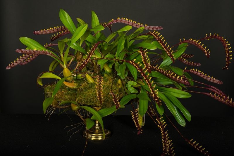 Bulbophyllum falcatum 'Ninette Maples' HCC/CCE/AOS
