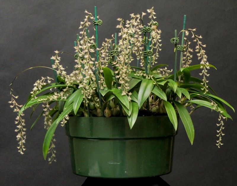 Bulbophyllum lindleyanum 'Timbucktoo' CCE/AOS