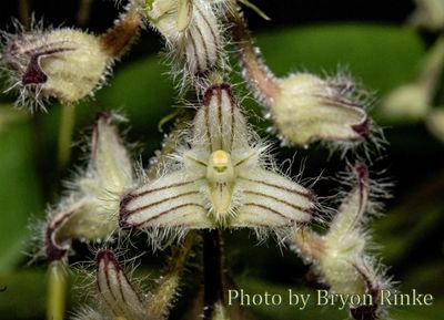 Bulbophyllum lindleyanum 'Timbucktoo' CCE/AOS Bulbophyllum lindleyanum 'Timbucktoo' CCE/AOS