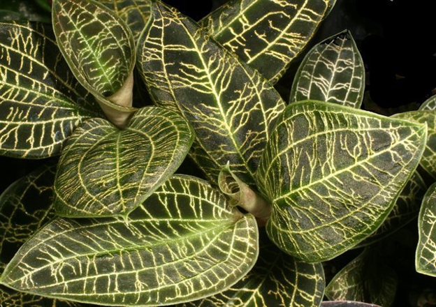 Macodes petola